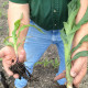 Treated versus Untreated roots