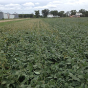 Field showing untreated area. Rest of field received Procidic. Symptoms in the untreated area are those of Sudden Death Syndrome.