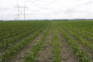 Blair, Nebraska Crop Results