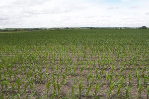 Herman, Nebraska Crop Responses