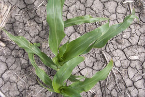 Herman, Nebraska Crop Responses