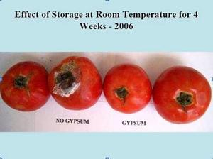 Tomato Study