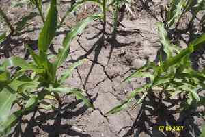 Wagner South Dakota Crop Responses