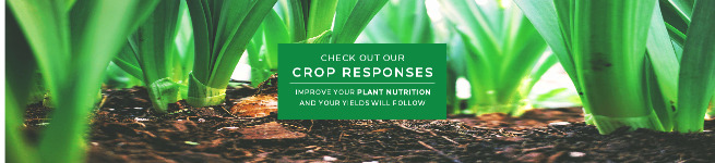 Crop Responses