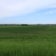 Corn Field with Gypsum Applied